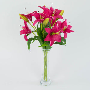 Fuksia