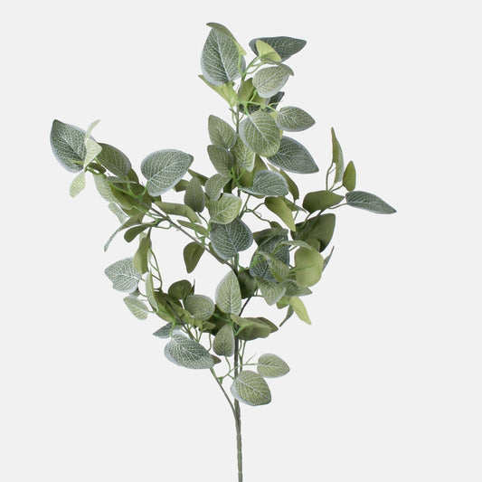 Fitonia Dk. Vihreä - Tekokukat.fi