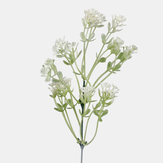 Gypsophila kerma - Tekokukat.fi