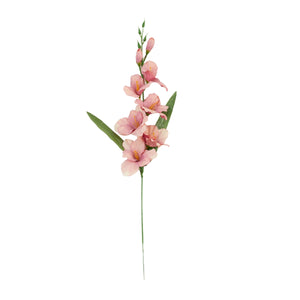 Gladiolus – tekokukka