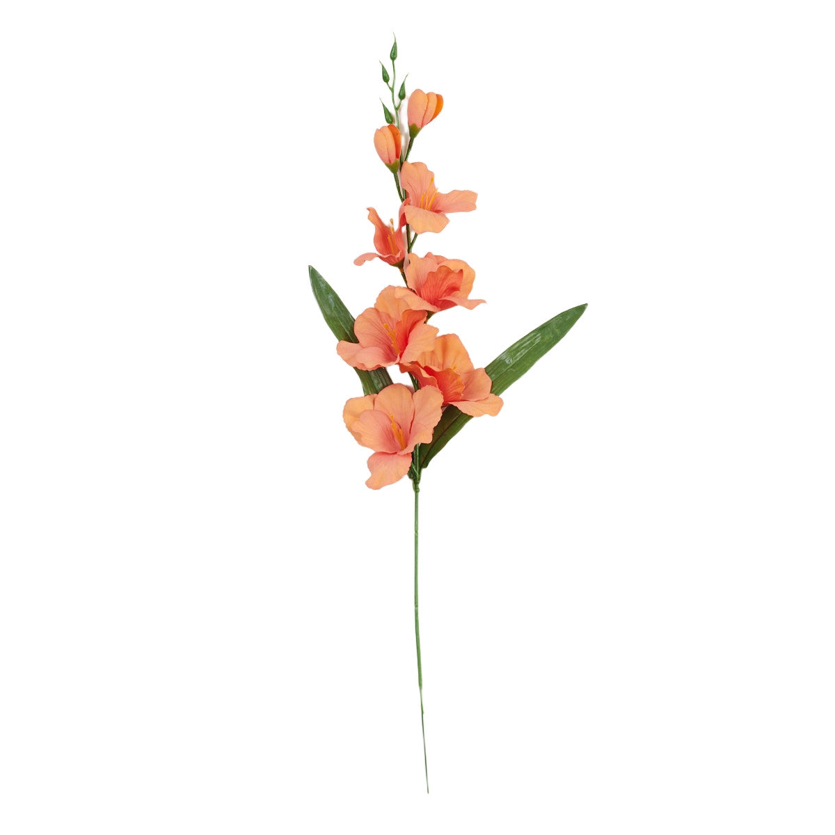 Gladiolus – tekokukka
