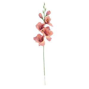 Gladiolus – tekokukka