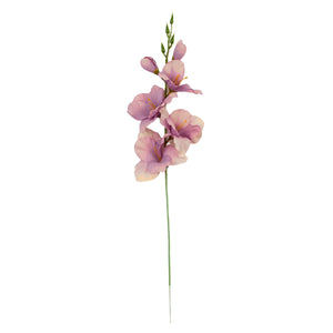 Gladiolus – tekokukka