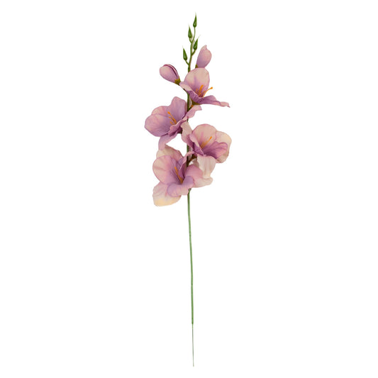 Gladiolus – tekokukka
