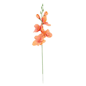 Gladiolus – tekokukka