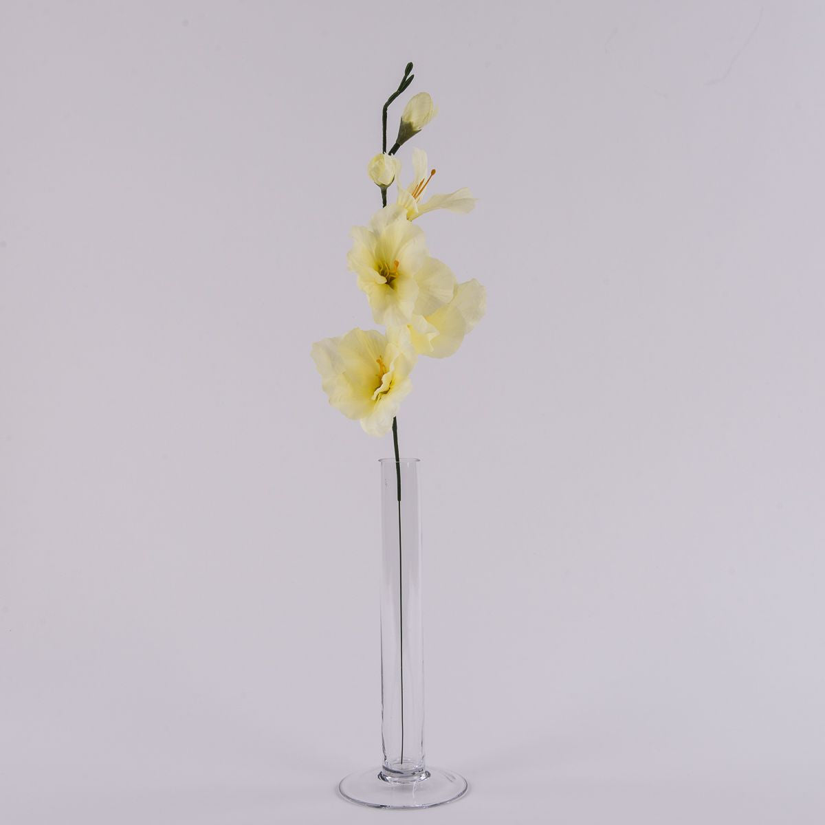 Gladiolus – tekokukka, 12 kpl