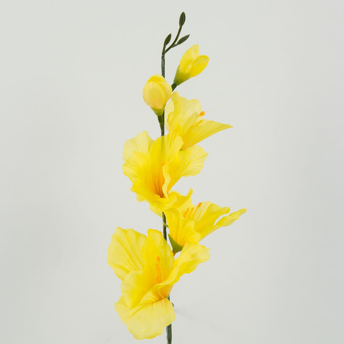 Gladiolus – tekokukka, 12 kpl