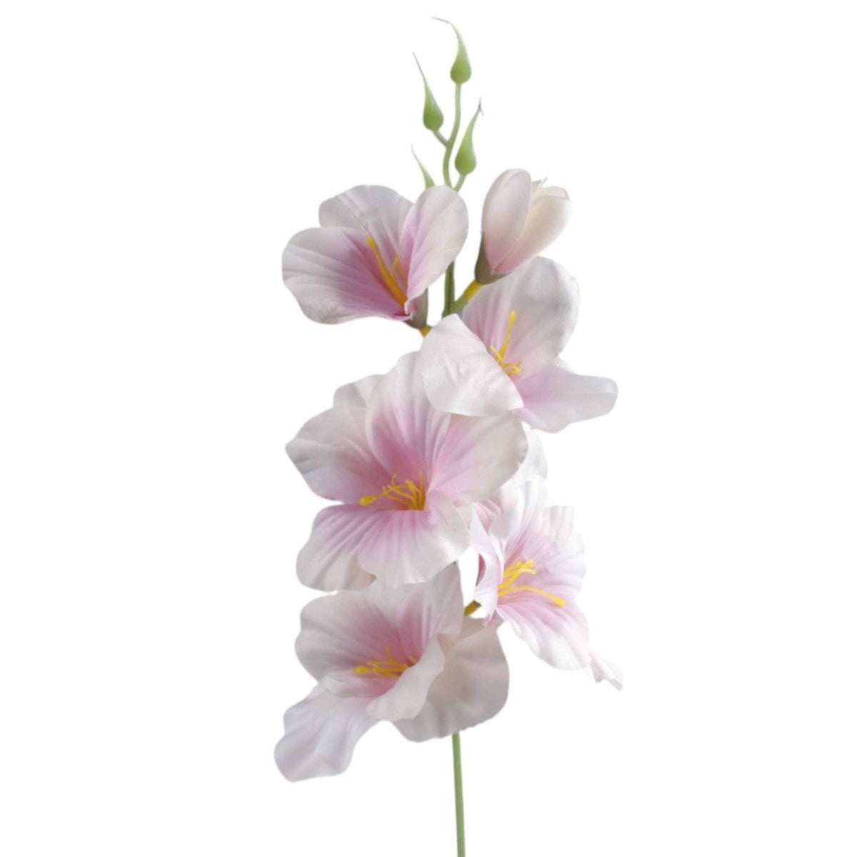 Gladiolus – tekokukka, 55 cm