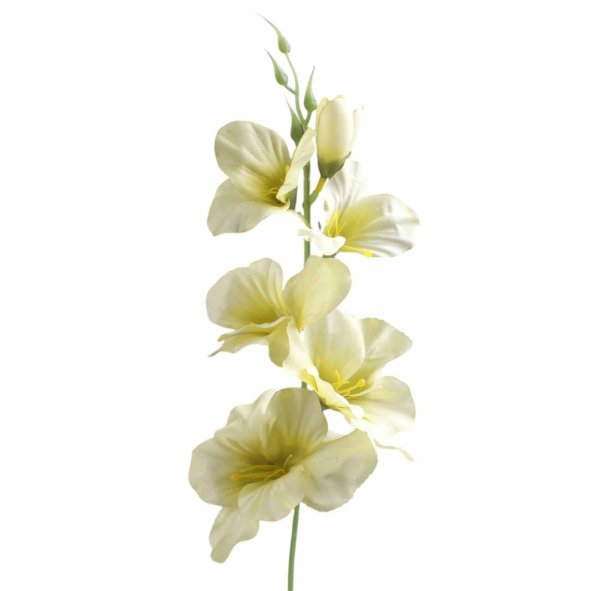 Gladiolus – tekokukka, 55 cm