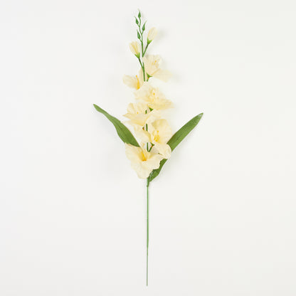 Gladiolus – tekokukka, satiini