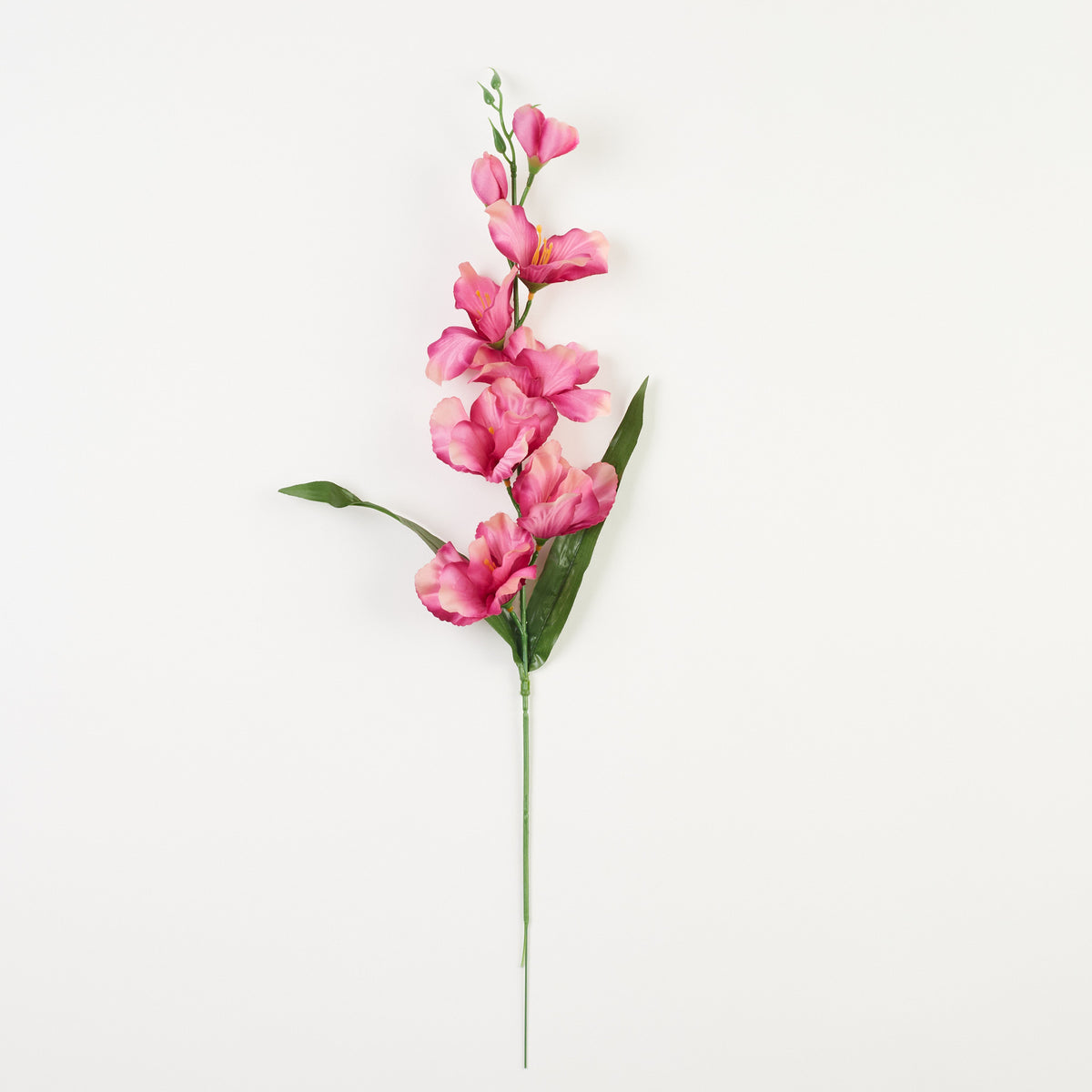 Gladiolus – tekokukka, satiini