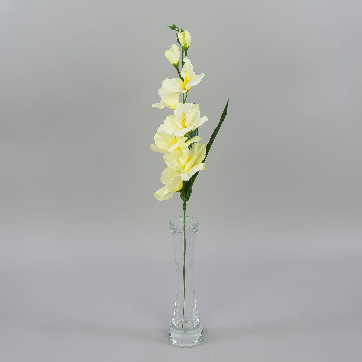 Gladiolus – tekokukka, satiini