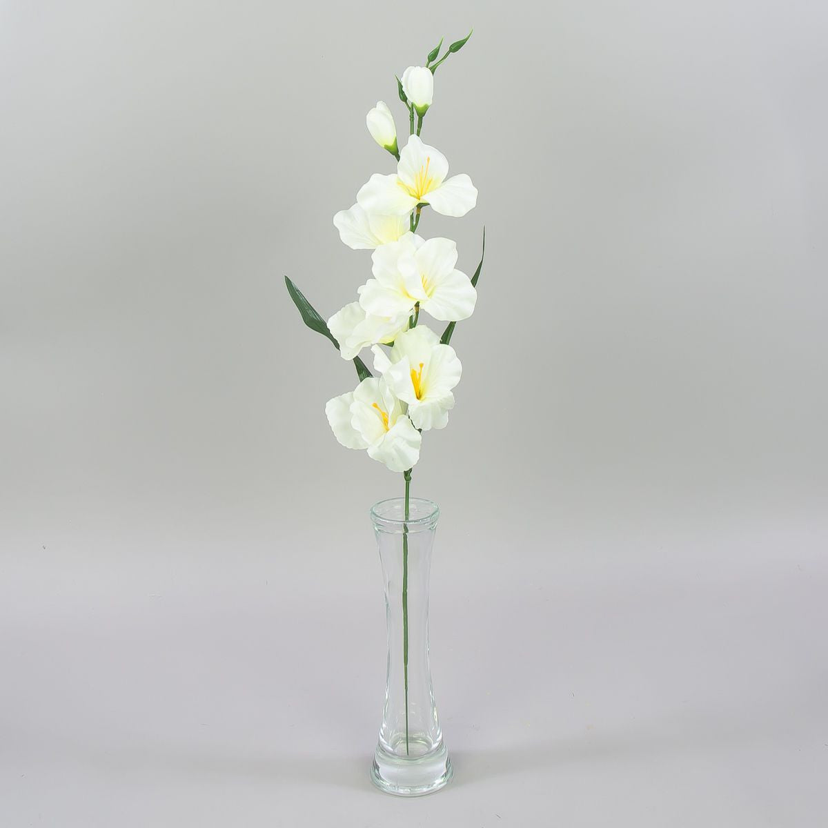 Gladiolus – tekokukka, satiini