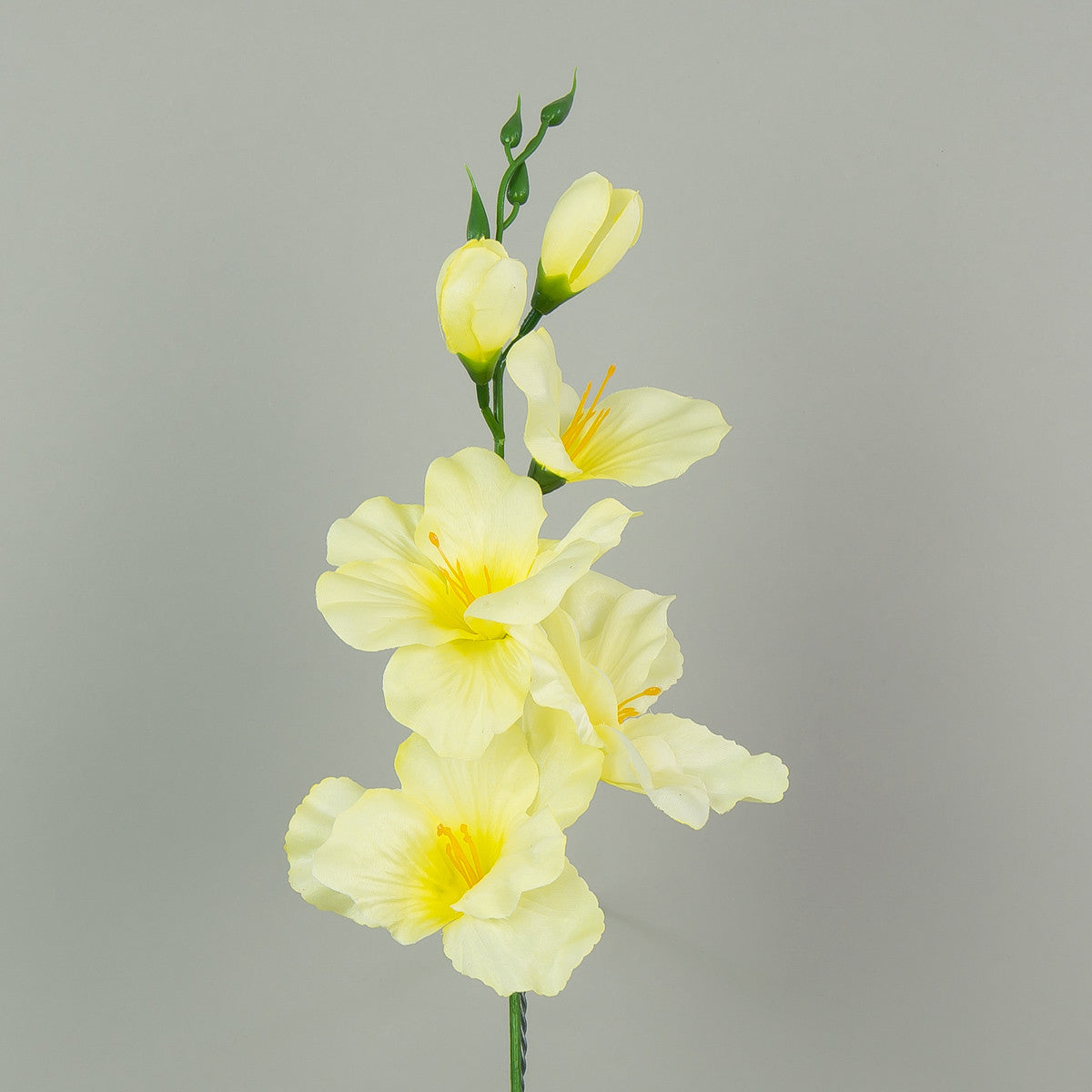 Gladiolus – tekokukka, satiini