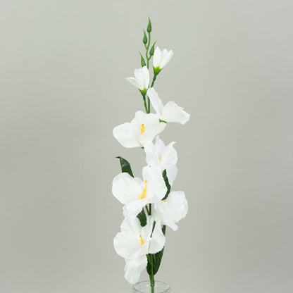 Gladiolus – tekokukka, satiini