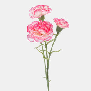 Kerma/vaaleanpunainen reuna