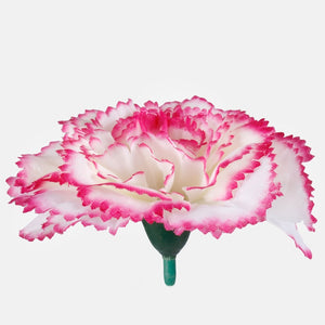 Kerma/Dk. Pinkki reuna