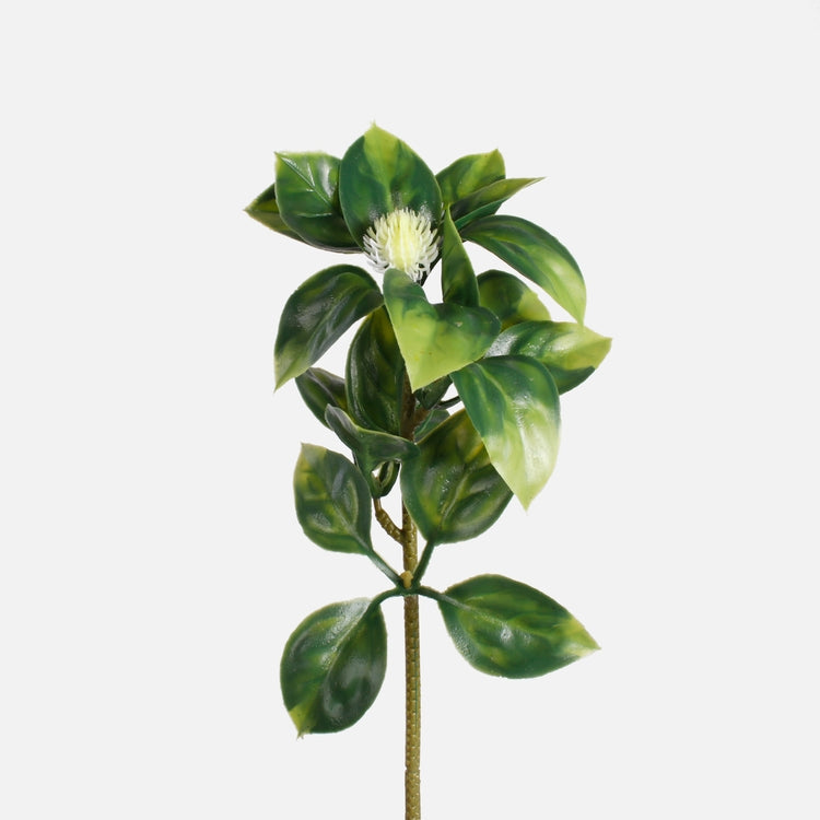 Hoya t.t. vihreä - Tekokukat.fi