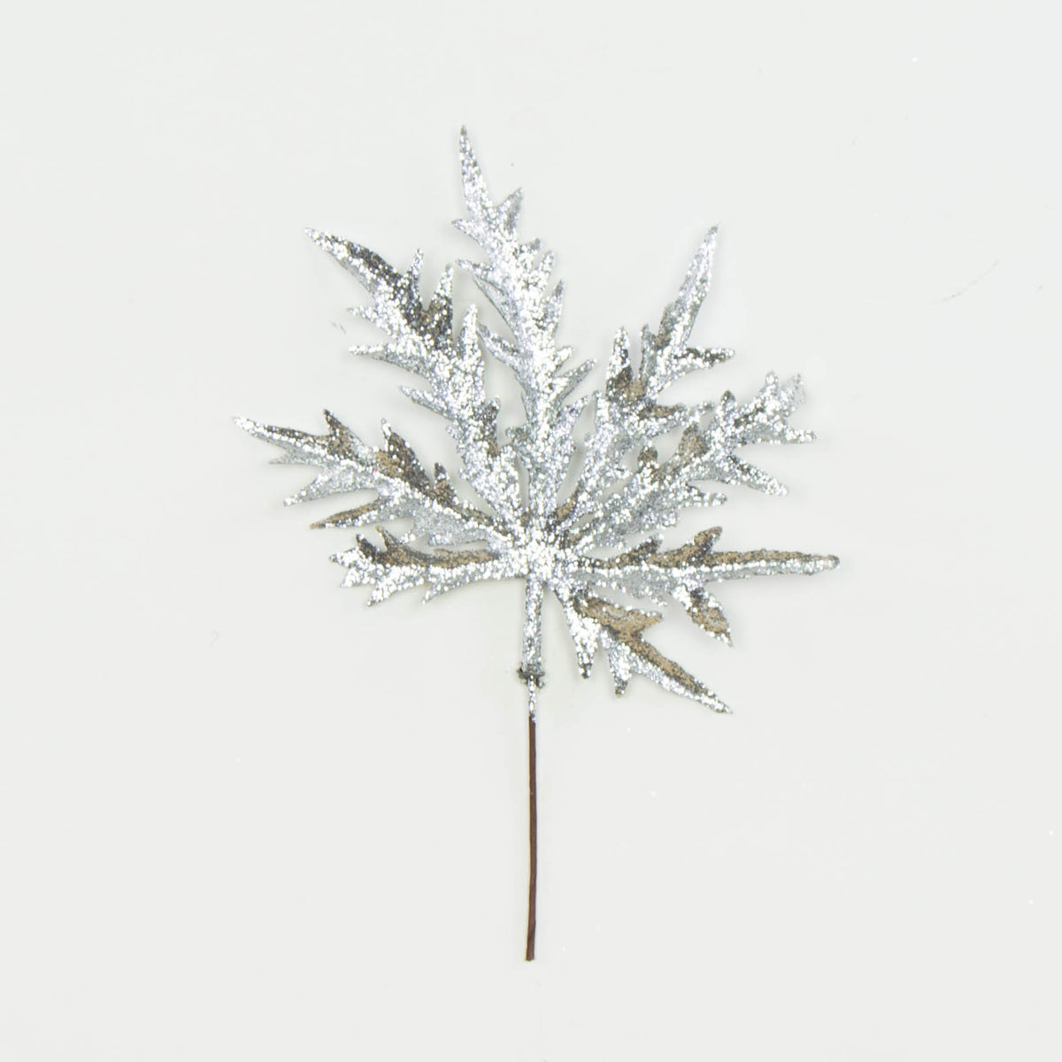 Hopeanvärinen vaahtera – koristeoksa, kimalle, 20 cm