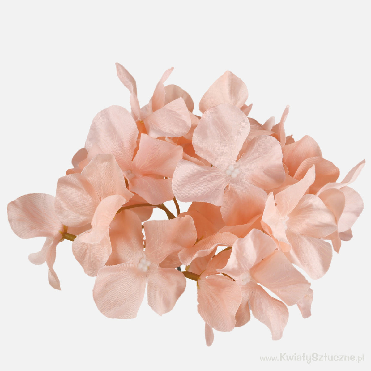 Hortensia kukkapää