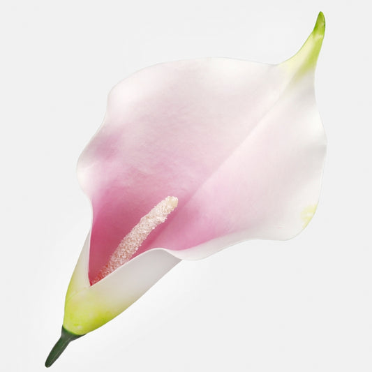Calla Lt. Purple/Cream - Tekokukat.fi