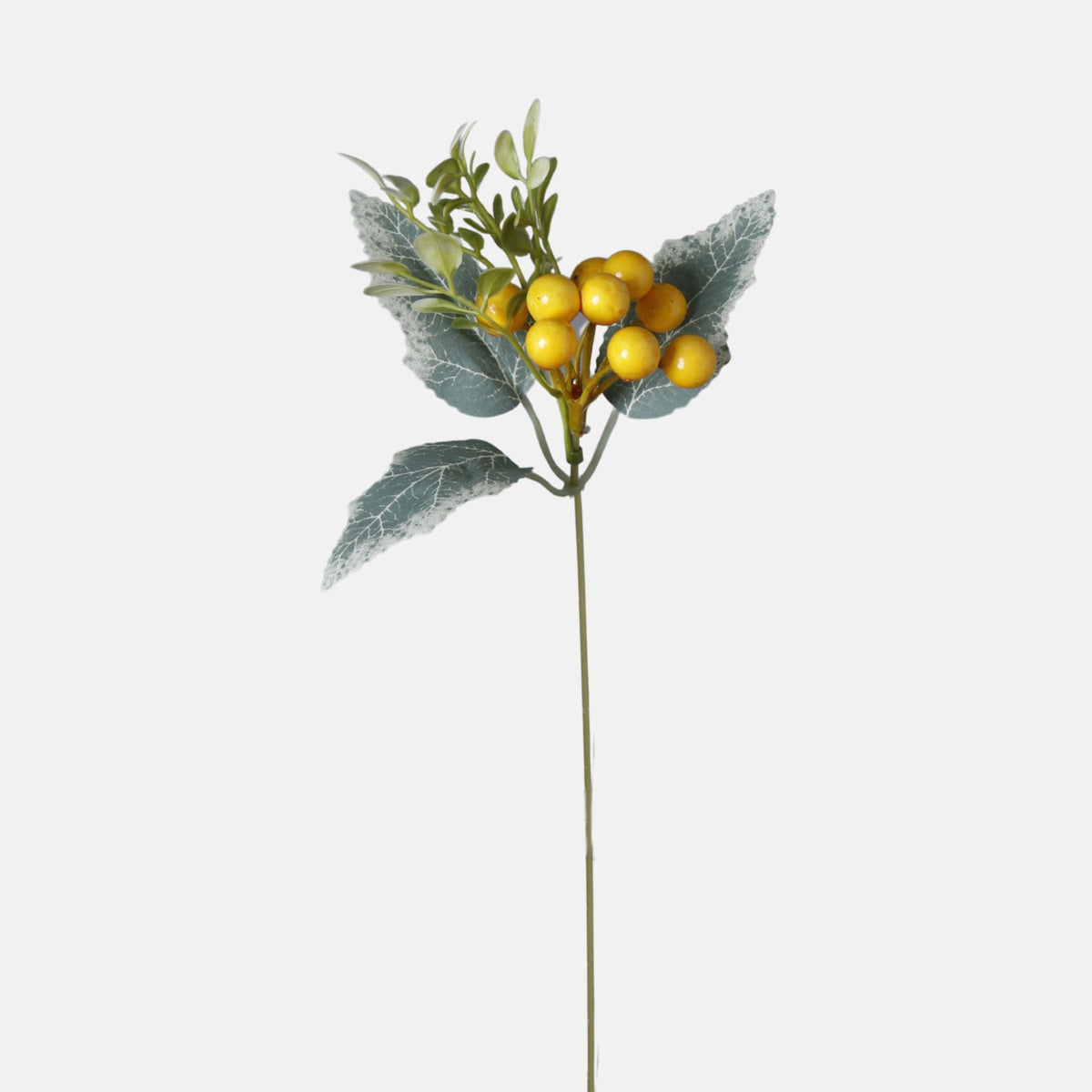 Keltainen puksipensas – koristeoksa, 40 cm