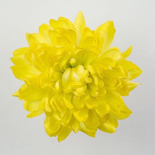 Keltainen tekodaalian kukkapää, satiini, 17 cm, 12 kpl