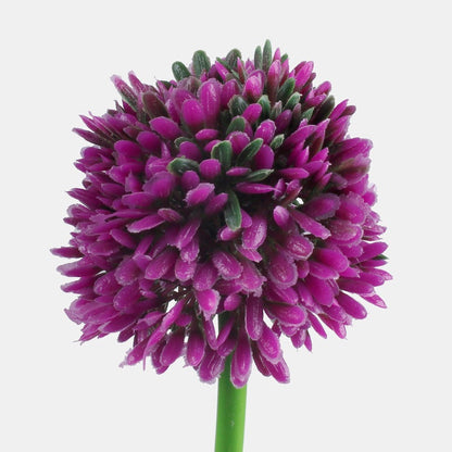 Sipuli kukka tekokukka violetti