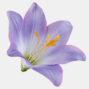 Lila/kerma vaaleanpunaisella reunalla