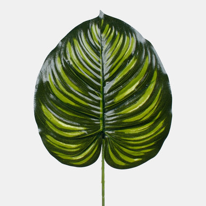 Philodendronin lehti 
vihreä