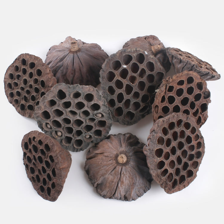 Lotus extra iso x 10 kpl - Tekokukat.fi