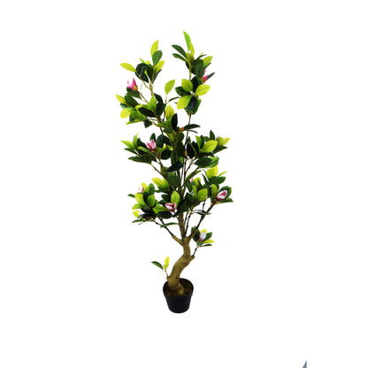Magnolia – tekopuu, 150 cm