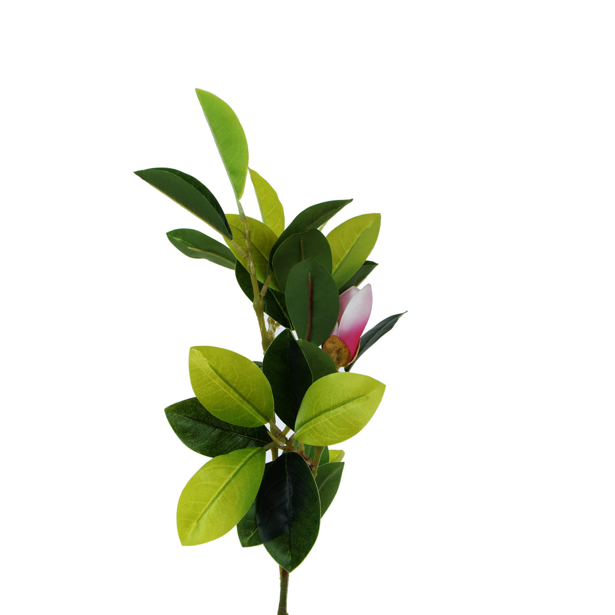 Magnolia – tekopuu, 150 cm