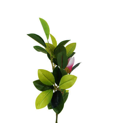 Magnolia – tekopuu, 150 cm