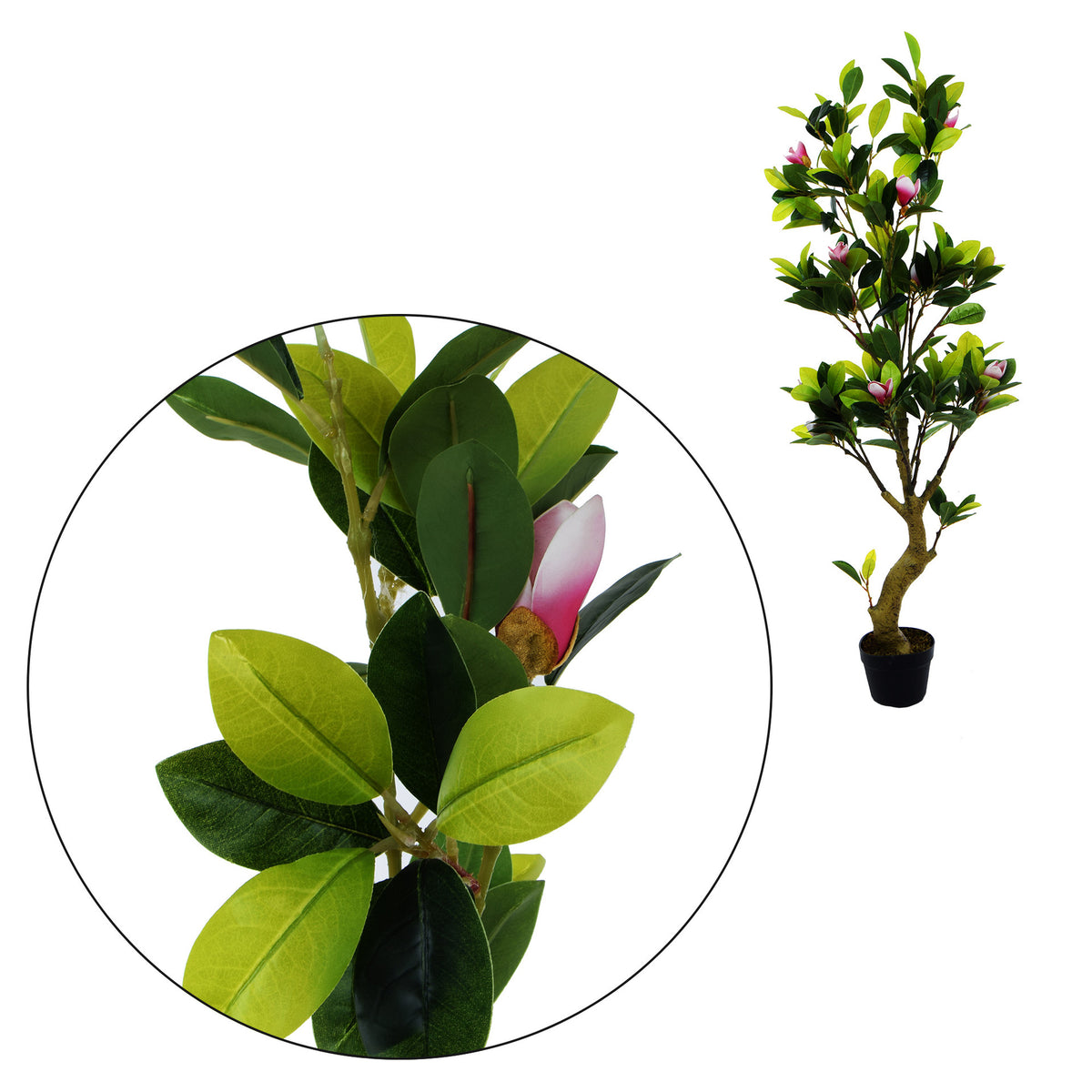 Magnolia – tekopuu, 150 cm