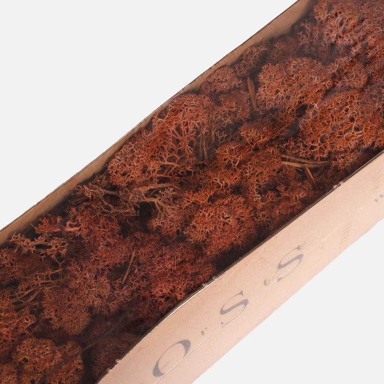 Poro sammal Mango - Tekokukat.fi