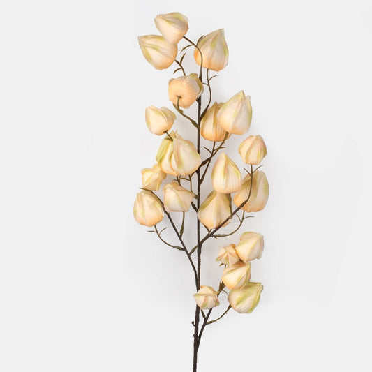 Physalis tekokukka persikka - Tekokukat.fi