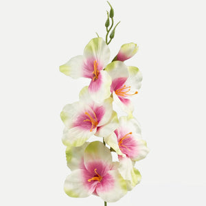 Kerma/vihreä/Burgundy Center