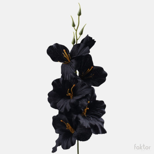 Gladiolus satiini tekokukka musta