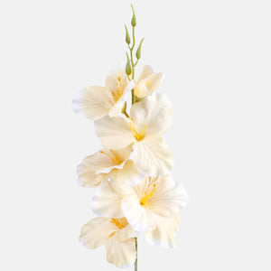 Vanilja/valkoinen reuna