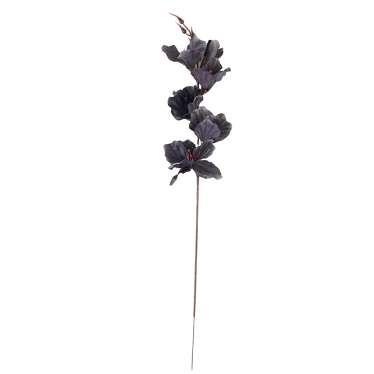 Musta gladiolus – tekokukka
