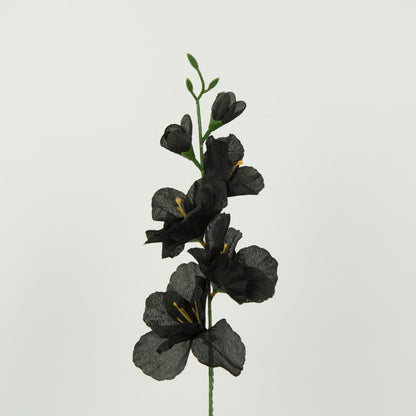 Musta gladiolus – tekokukka, 12 kpl