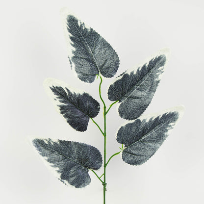 Musta/kerma tekolehti, 55 cm, 12 kpl