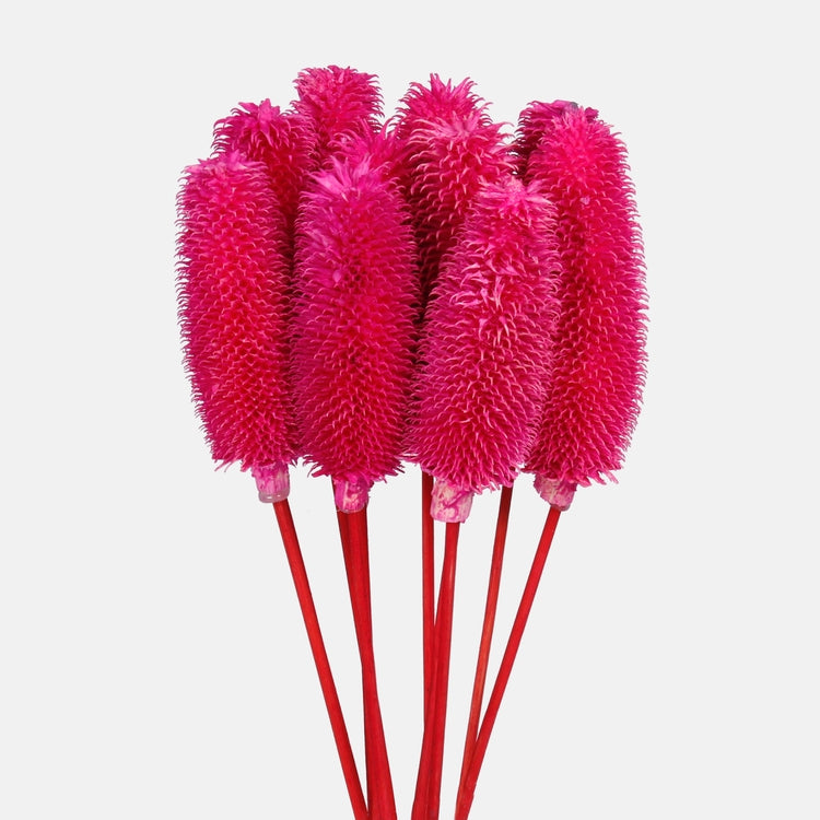 Kuivattu luonnollinen ohdake Vaaleanpunainen - Tekokukat.fi