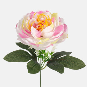 Kermanvärinen/vaaleanvihreä/vaaleanpunainen reuna