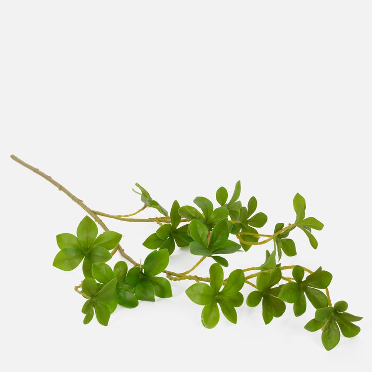 Pittosporum vihreä - Tekokukat.fi