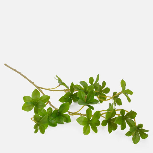 Pittosporum vihreä - Tekokukat.fi