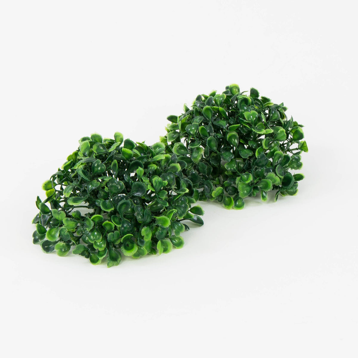 Puksipensas – koristeoksa, 15cm