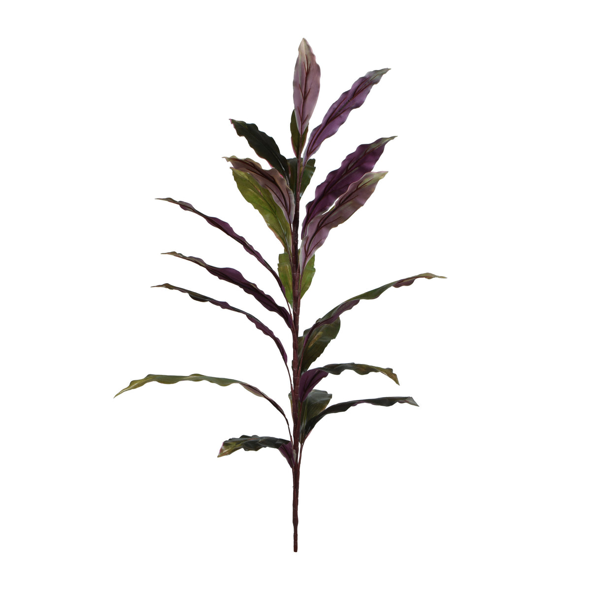 Punainen/musta traakkipuu – ruukkutekokasvi, 90 cm