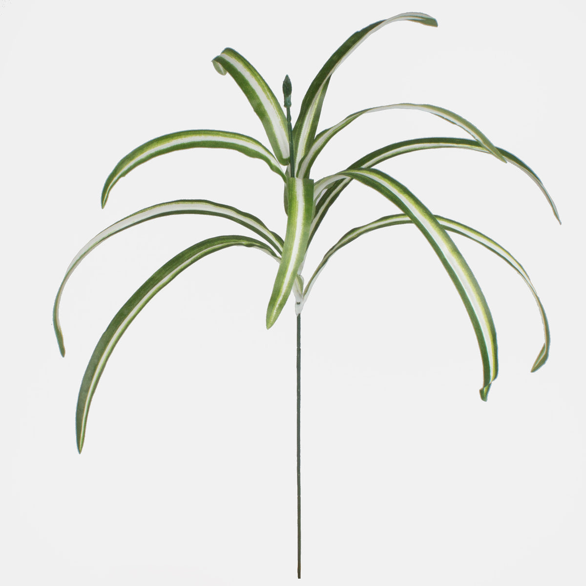Rönsylilja – koristeheinä, 61 cm
